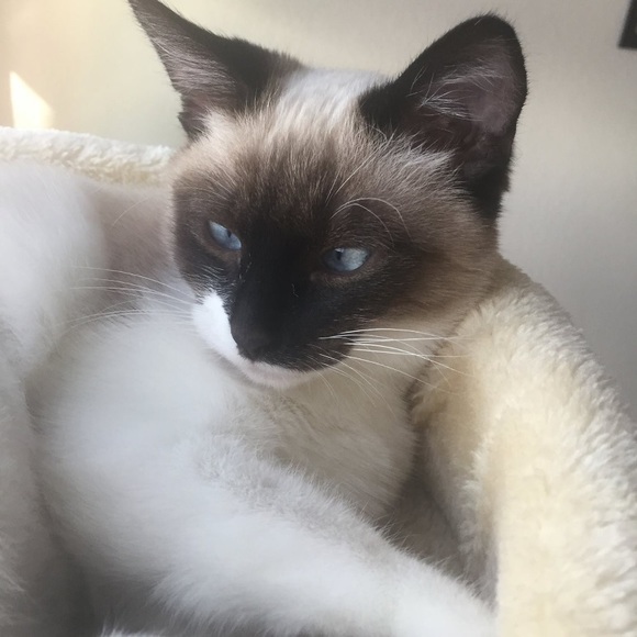 Meet your Posher, Juju - Picture 5 of 8